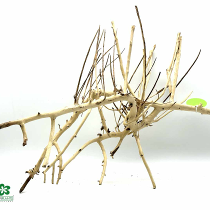 Kořen Heavy Root M (ID 3104)