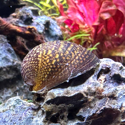 Neritina sp. Red Lips