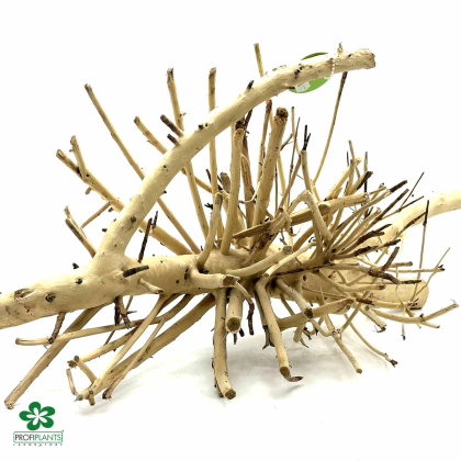 Kořen Heavy Root L (ID 3102)