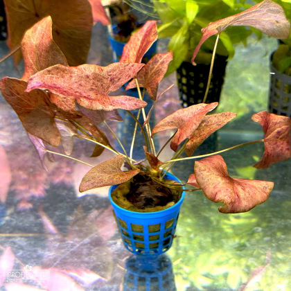 Tiger Lotus Red