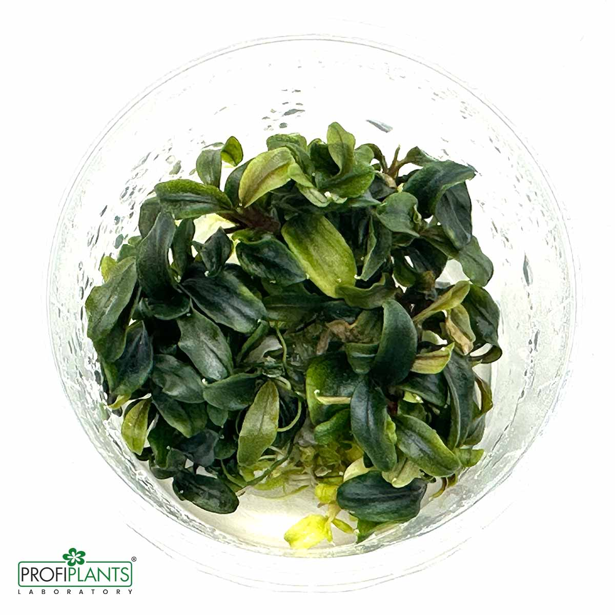 Bucephalandra pygmaea sp. Needle Leaf | Profiplants.cz