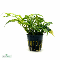 Anubias barteri minima variegated