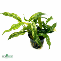 Anubias barteri minima variegated