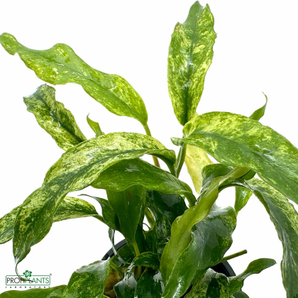Anubias barteri minima variegated