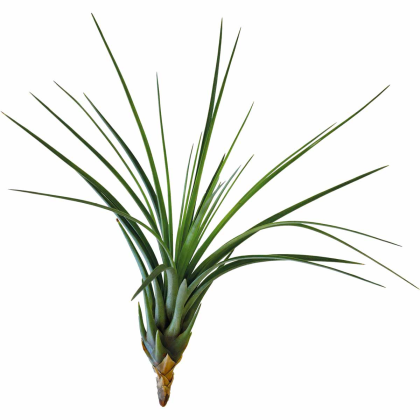 Tillandsia Melanocrater Tricolor