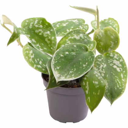 Philodendron Scandens Pictus
