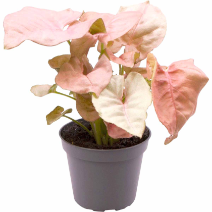 Syngonium Neon