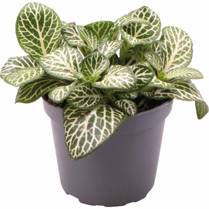 Fittonia Albivenis mini bílá