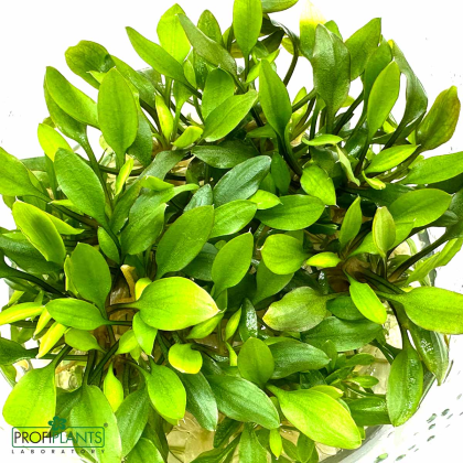 Cryptocoryne Lutea Hobbit - in vitro 10cm