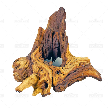 Kořen Mopani M
