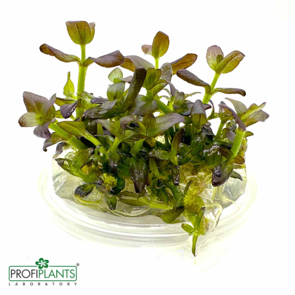 Bacopa Salzmannii Purple - in vitro