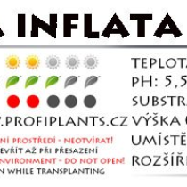 Hottonia inflata - košíček