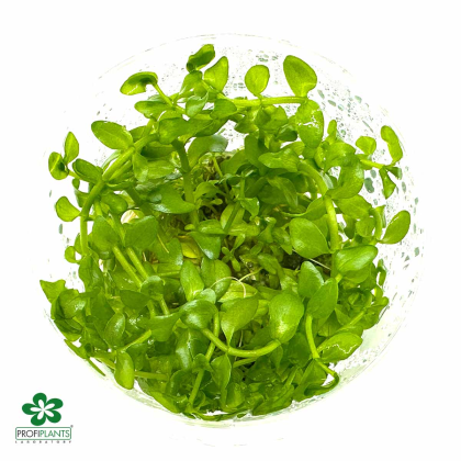 Bacopa Caroliniana - in vitro
