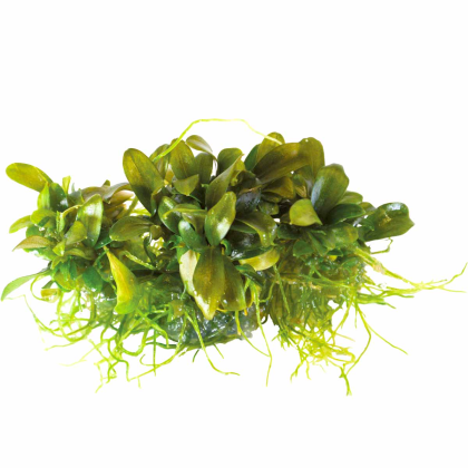 Bucephalandra sp. 'Serimbu Brown' - in vitro