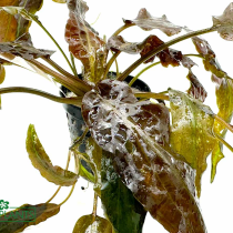 Cryptocoryne wendtii 'Mi Oya' - košíček