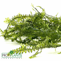Cameroon moss