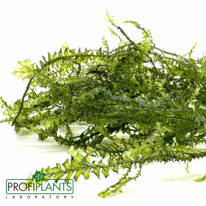 Cameroon moss