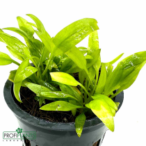 Cryptocoryne Walkeri - košíček