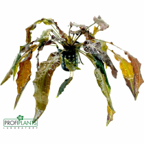 Cryptocoryne wendtii 'Mi Oya' - košíček