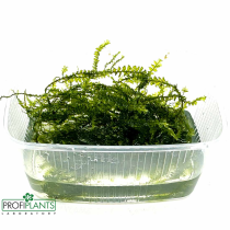 Cameroon moss