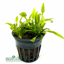 Cryptocoryne Walkeri - košíček