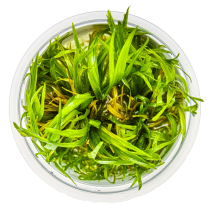 Blyxa japonica - Tropica in vitro