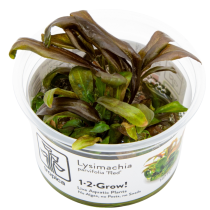 Lysimachia parvifolia ‘Red’ - Tropica in vitro