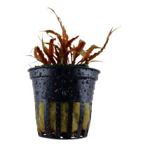 Cryptocoryne albida 'Brown' - Tropica košíček