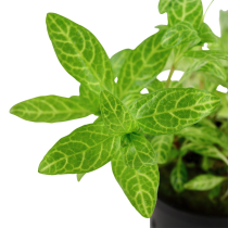 Hygrophila polysperma 'Rosanervig' - Tropica košíček