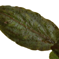 Lagenandra meeboldii 'Red' - Tropica košíček