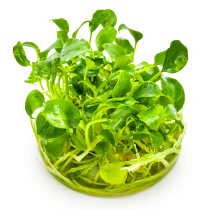 Schismatoglottis prietoi - Tropica in vitro
