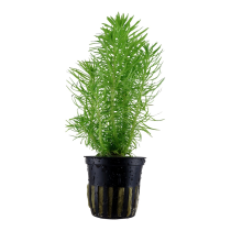 Pogostemon deccanensis - Tropica košíček