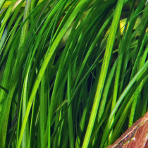 Vallisneria spiralis 'Tiger' - Tropica košíček