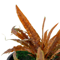 Cryptocoryne albida 'Brown' - Tropica košíček