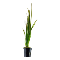 Vallisneria spiralis 'Tiger' - Tropica košíček