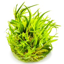 Blyxa japonica - Tropica in vitro