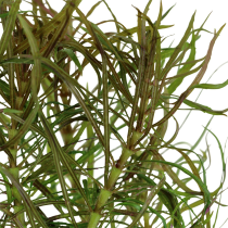 Pogostemon stellatus - Tropica košíček