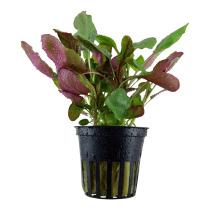 Lobelia cardinalis - Tropica košíček