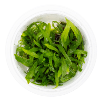 Microsorum pteropus 'Narrow' - Tropica in vitro