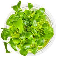 Schismatoglottis prietoi - Tropica in vitro