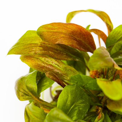 Lysimachia parvifolia ‘Red’ - Tropica in vitro