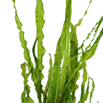 Cryptocoryne crispatula - Tropica košíček