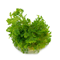 Selaginella uncinata - Tropica in vitro