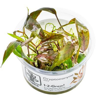 Cryptocoryne nurii - Tropica in vitro