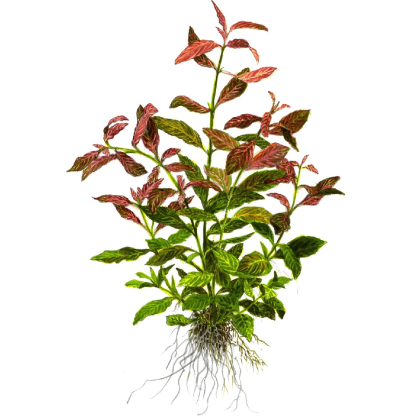 Hygrophila polysperma 'Rosanervig' - Tropica košíček