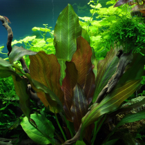 Echinodorus 'Reni' - Tropica košíček