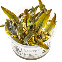 Cryptocoryne wendtii 'Mi Oya' - Tropica in vitro