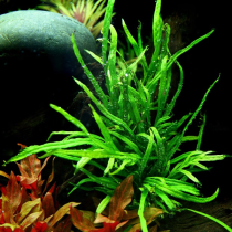 Microsorum pteropus 'Trident'- Tropica košíček