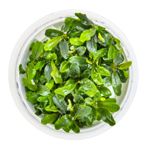 Bucephalandra sp. 'Needle Leaf' - Tropica in vitro
