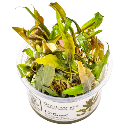Cryptocoryne undulata 'Broad Leaves' - Tropica in vitro